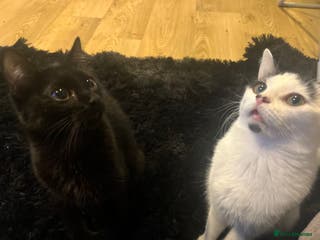 Domestic Shorthair cats tuxedo kitty - Advert 7