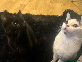 Domestic Shorthair cats tuxedo kitty - Advert 3