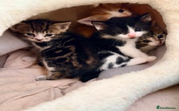 Siberian cats for sale: Chunky black and white kitten !! - Advert 4