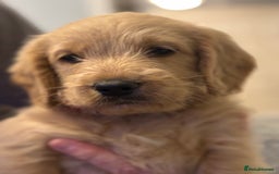 Double Doodle dogs for sale: Double doodles - Image 37