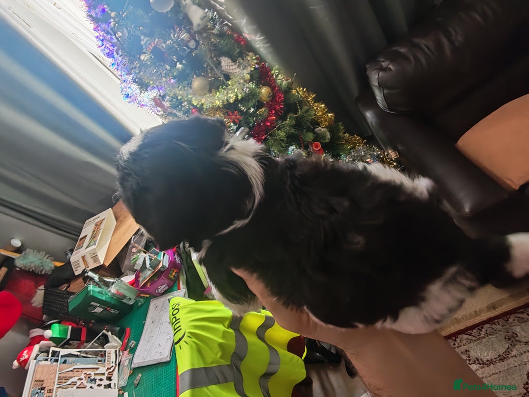 Mixed Breed dogs for sale: Beautiful Jackapoo puppies - Advert 7