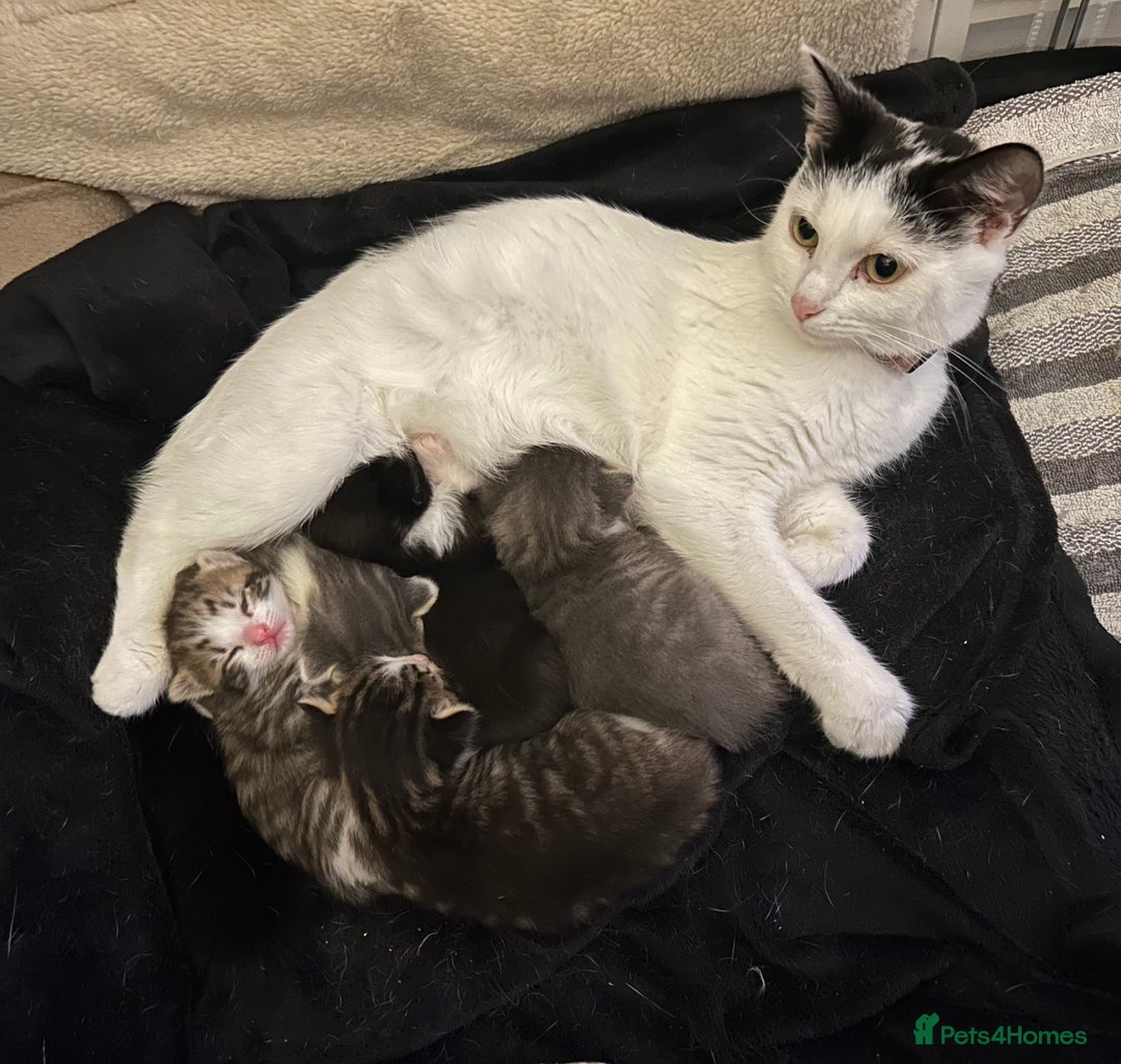 Mixed Breed cats for sale: 5 gorgeous kittens - Image 1