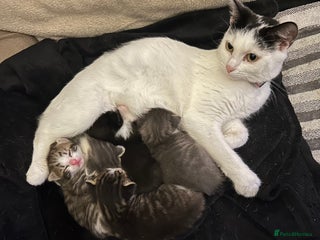 Mixed Breed cats - Advert 2