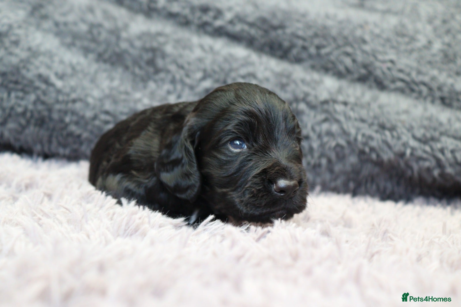 Cocker Spaniel dogs Working Cocker female puppies  - Advert 18