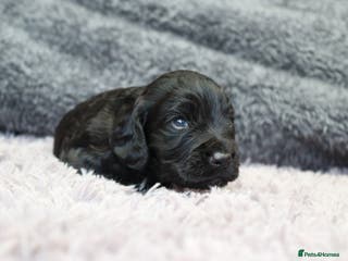 Cocker Spaniel dogs Working Cocker female puppies - Advert 18