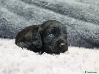 Cocker Spaniel dogs Working Cocker female puppies - Advert 17