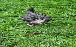 Chickens poultry for sale: Transylvanian Naked Neck Chicks - Image 27