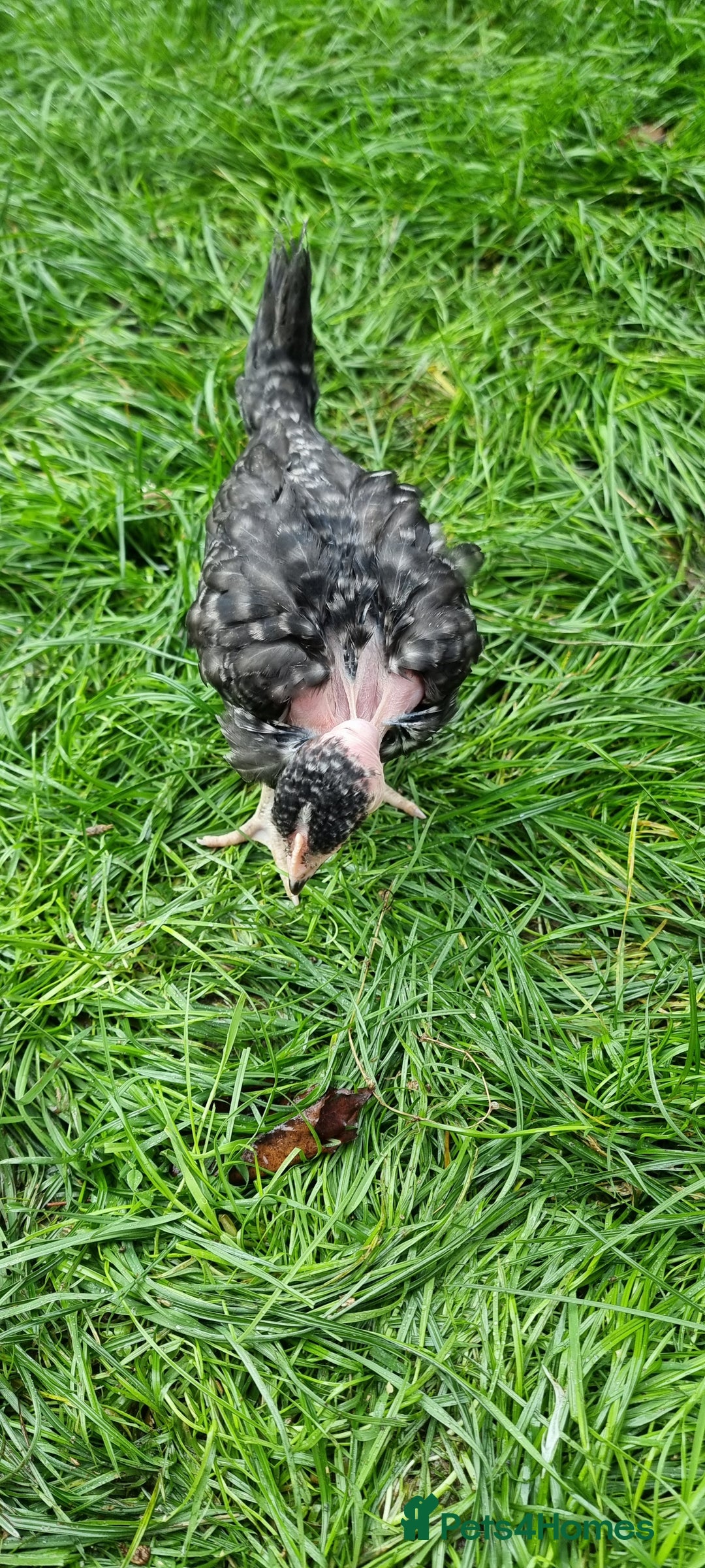 Chickens poultry for sale: Transylvanian Naked Neck Chicks - Image 27