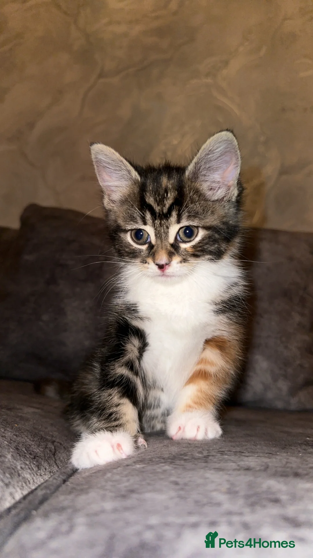 Domestic Shorthair cats for sale: Adorable Tabby/British shorthair cross - Advert 2