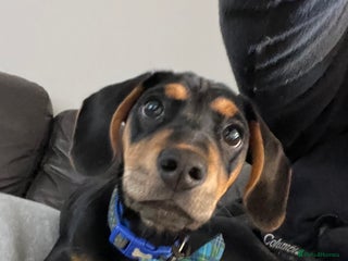 Miniature Dachshund dogs - Advert 34