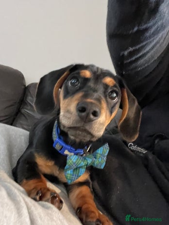 Miniature Dachshund dogs - Advert 1