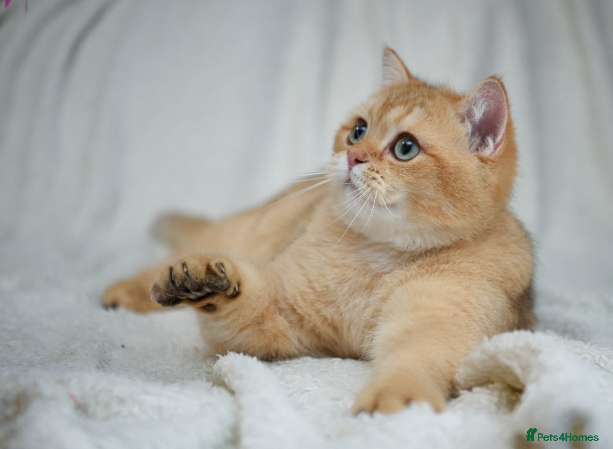 British Shorthair cats Chocolate golden stud available  - Advert 10