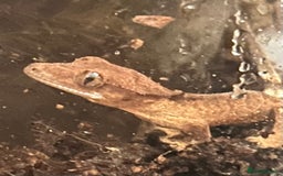 Gecko reptiles for sale: Crested gecko and terrarium  - Advert 3