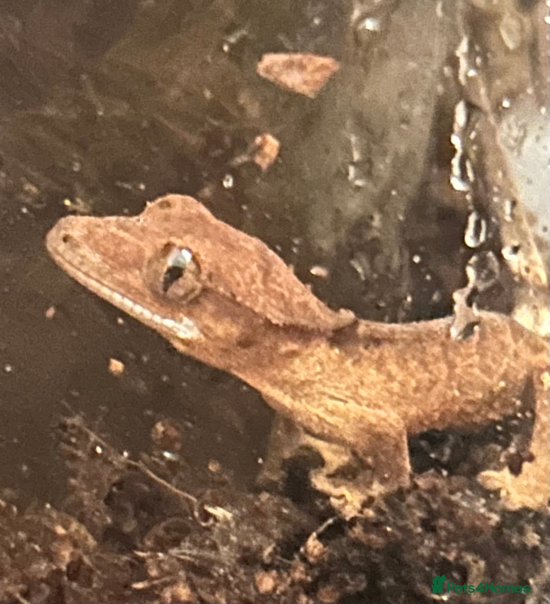 Gecko reptiles for sale: Crested gecko and terrarium  - Advert 3