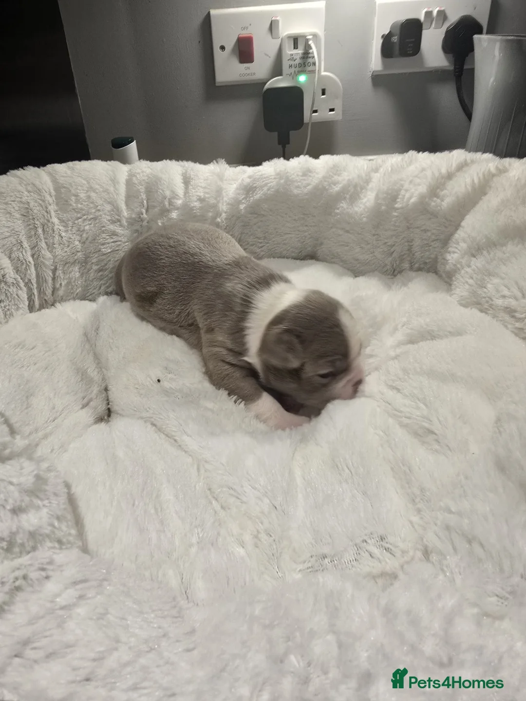 Boston Terrier dogs for sale: BEAUTIFUL BOSTON TERRIER PUPS  - Advert 2