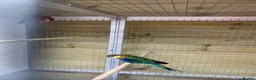 Parakeets birds for sale: Pair western rossellas - Advert 3