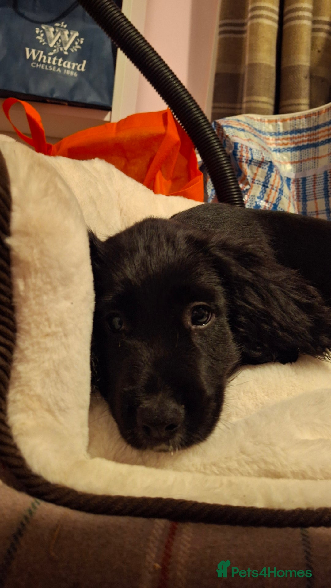 American Cocker Spaniel dogs for sale: Black cocker spaniel pup - Advert 3