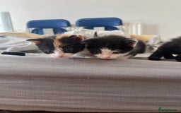 Mixed Breed cats for sale: Adorable 5-Week-Old Kittens Ready for Loving Home  - Image 9