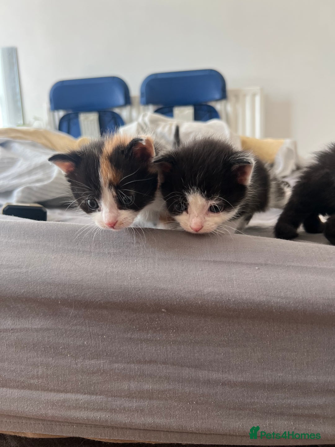 Mixed Breed cats for sale: Adorable 5-Week-Old Kittens Ready for Loving Home  - Image 9