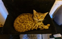 Bengal cats for sale: M+F, 1y Bengals to be homed together or separately - Image 3