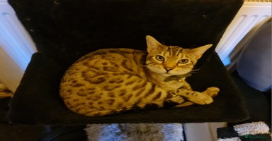 Bengal cats - Advert 15