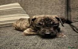 Mixed Breed dogs for sale: Mastiff x Great Dane  - Advert 3