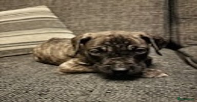 Mixed Breed dogs Mastiff x Great Dane  - Advert 8