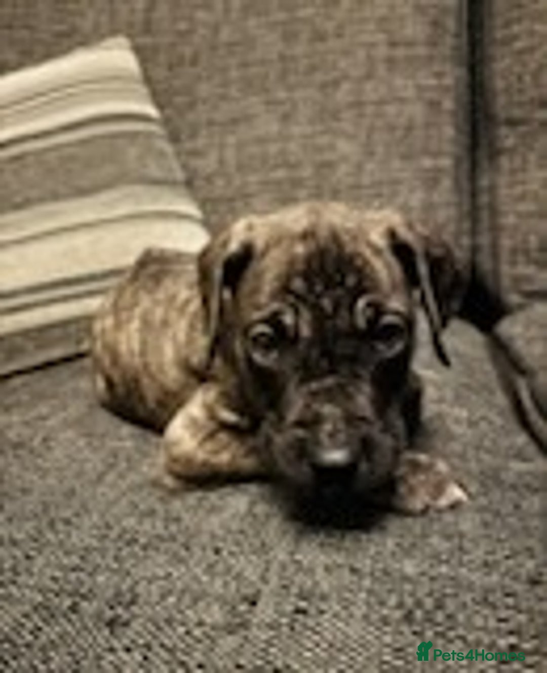 Mixed Breed dogs for sale: Mastiff x Great Dane  - Advert 3