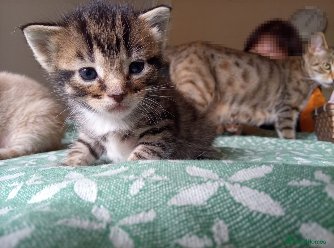 Mixed Breed cats for sale: 6 Gorgeous Kittens Looking for Forever Homes  - Image 16