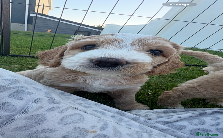 Cockapoo dogs - Advert 3
