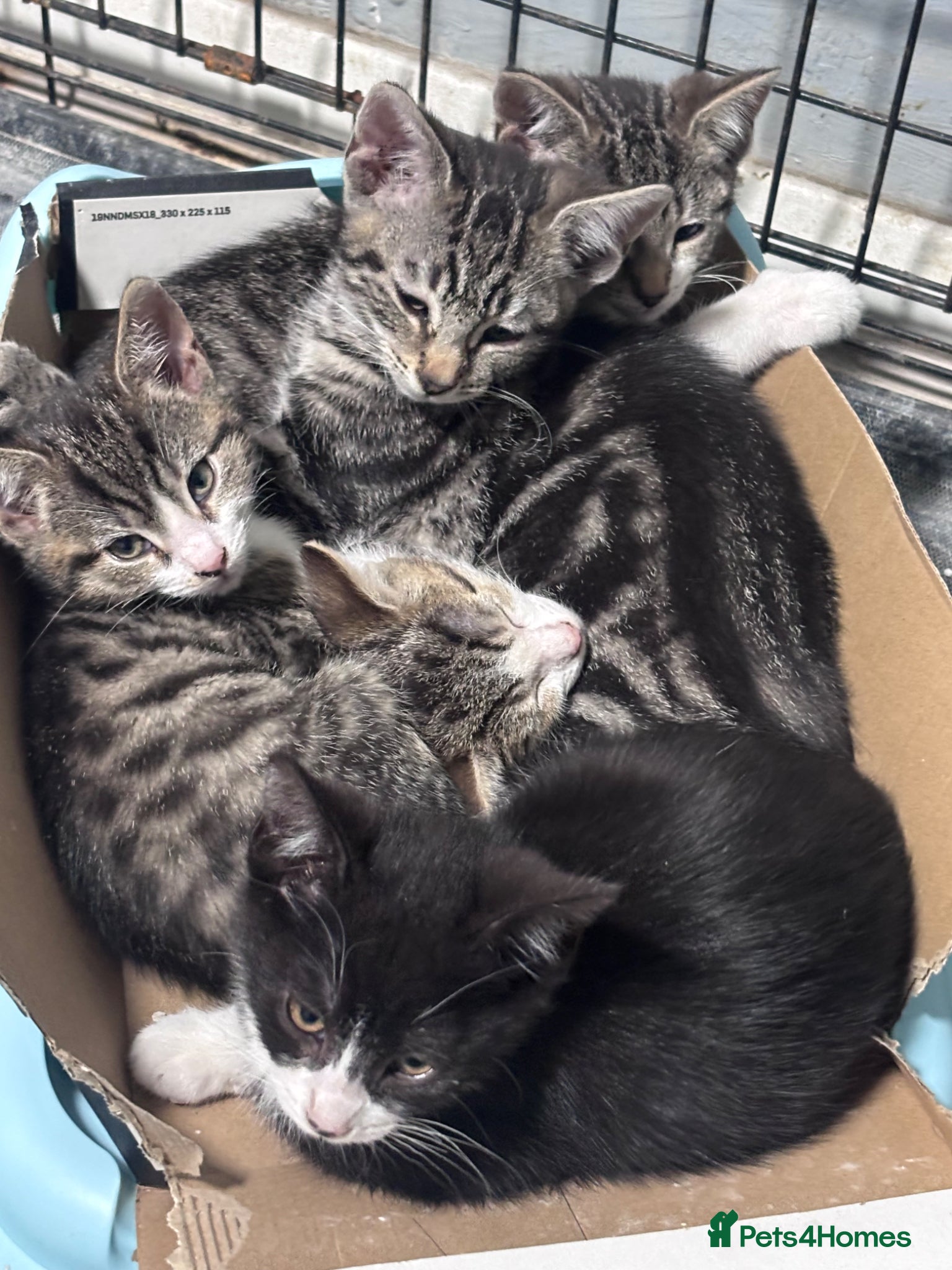 Mixed Breed cats     5 Playful Bengal Cross Kittens for sale  - Advert 1