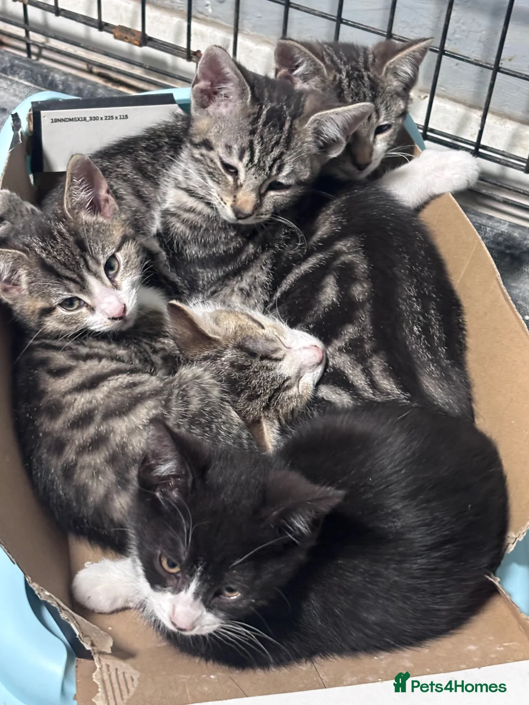 Mixed Breed cats for sale:     5 Playful Bengal Cross Kittens for sale  - Advert 1