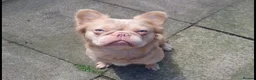 French Bulldog dogs for sale: Brother and sister for sale - Advert 3