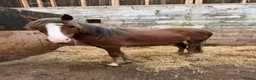 New Forest horses for sale: Ginger in Camelford - Advert 5