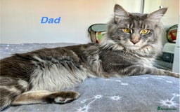 Maine Coon cats for sale: Beautiful Maine coon kittens  in Wednesbury - Image 6