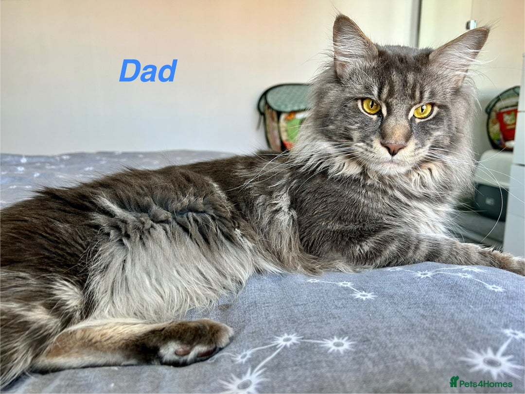 Maine Coon cats for sale: Beautiful Maine coon kittens  in Wednesbury - Image 6