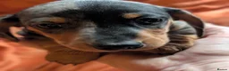 Dachshund dogs for sale: Dappled/Merl Dachshund puppies  - Advert 5