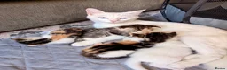 Mixed Breed cats for sale: Beautiful Calico Female Kitten - Last Available in Basingstoke - Advert 17
