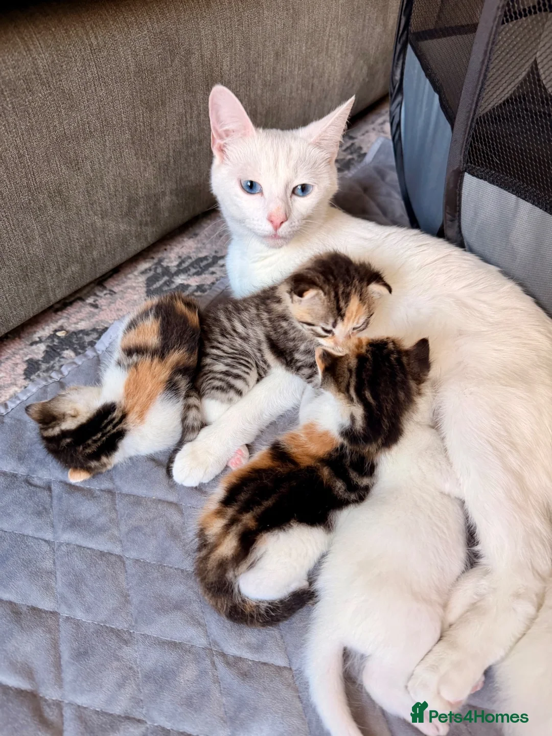 Mixed Breed cats for sale: Beautiful Calico Female Kitten - Last Available in Basingstoke - Advert 17