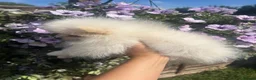 Pomeranian dogs for sale: pomarain pups - Advert 8