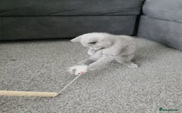 British Shorthair cats for sale: beautiful kittens are looking for a home - Image 1