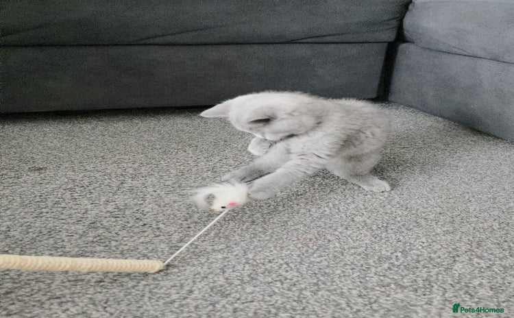 British Shorthair cats - Advert 2