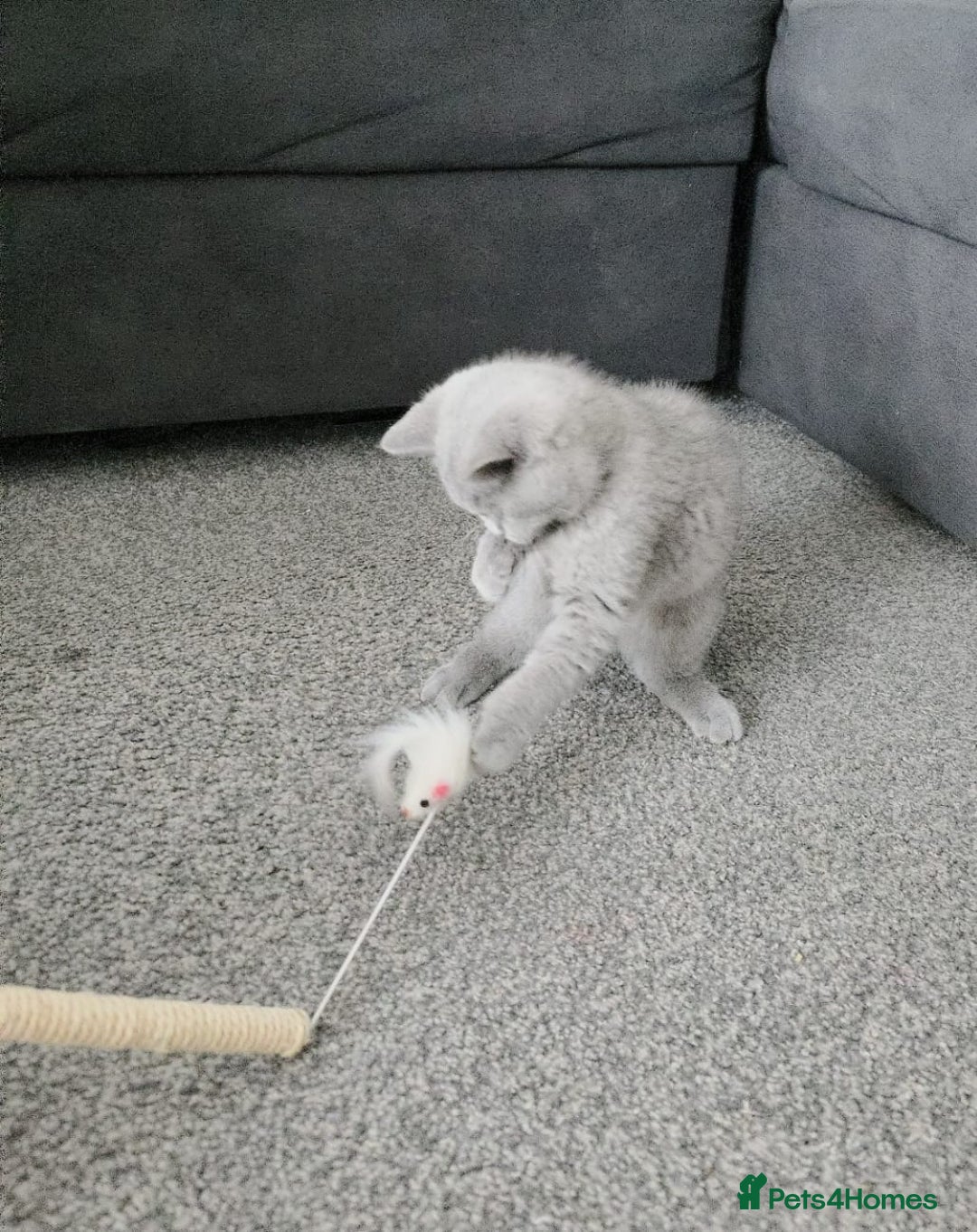 British Shorthair cats for sale: beautiful kittens are looking for a home - Image 1