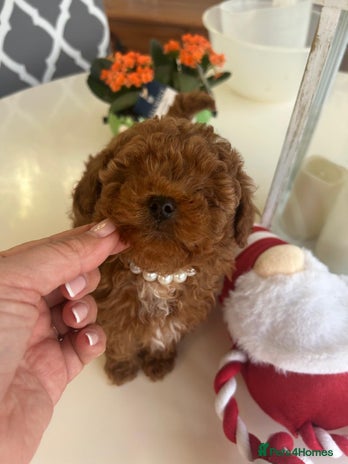 Toy Poodle dogs - Advert 16