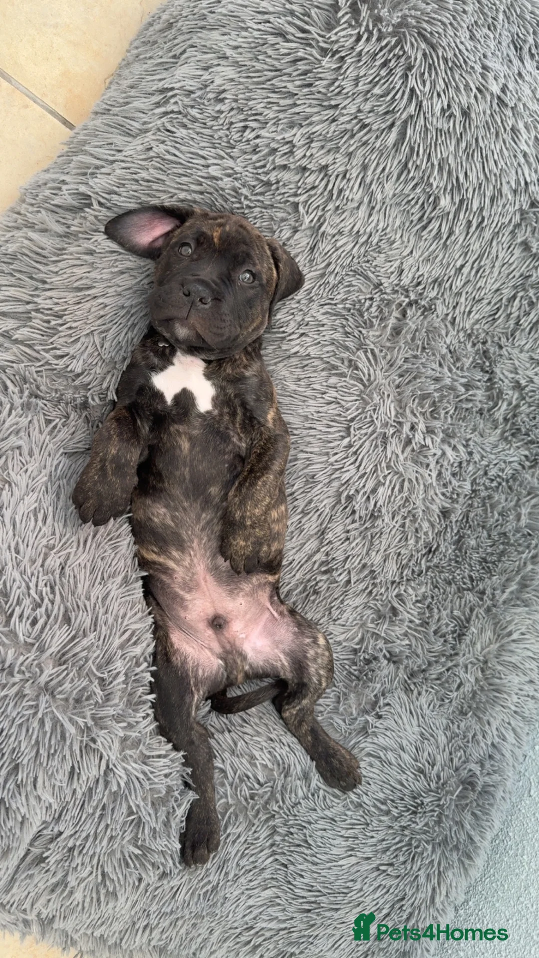 Cane Corso dogs for sale: Cane corso puppy 6 months old  - Advert 1