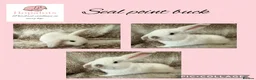 Mini Lop rabbits for sale: Pure bred mini lops  - Advert 3