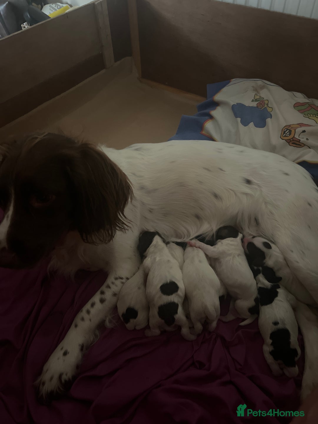 English Springer Spaniel dogs for sale: Sprocket puppies for sale - Advert 3