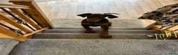 Dobermann dogs for sale: Doberman pup in Glasgow - Advert 4