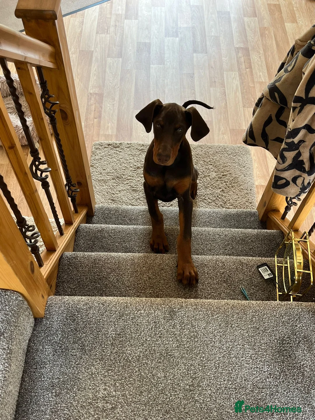 Dobermann dogs for sale: Doberman pup in Glasgow - Advert 4