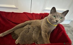 Russian Blue cats for sale: Russian Blue Kittens  - Advert 1
